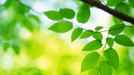 sunlight through green leaves