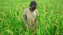 child in tall grass